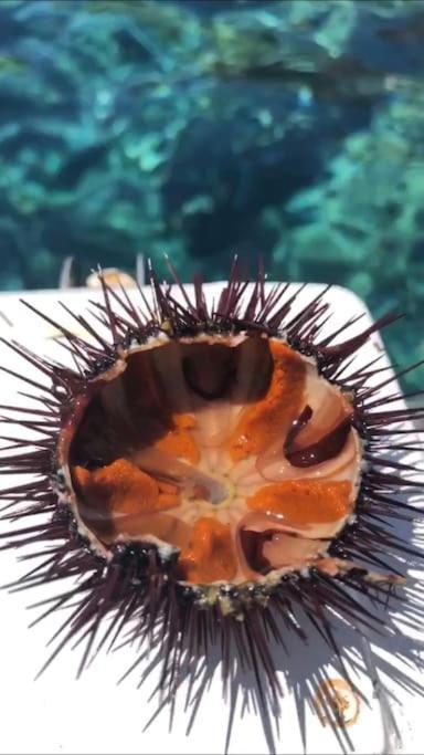 Appartamento Al Centro Di Ustica Isola di Ustica エクステリア 写真
